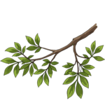 คำศัพท์ branch แปลว่าอะไร? คำอ่านและความหมาย | EngDict